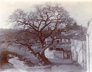 View of the Leat and Oak Tree